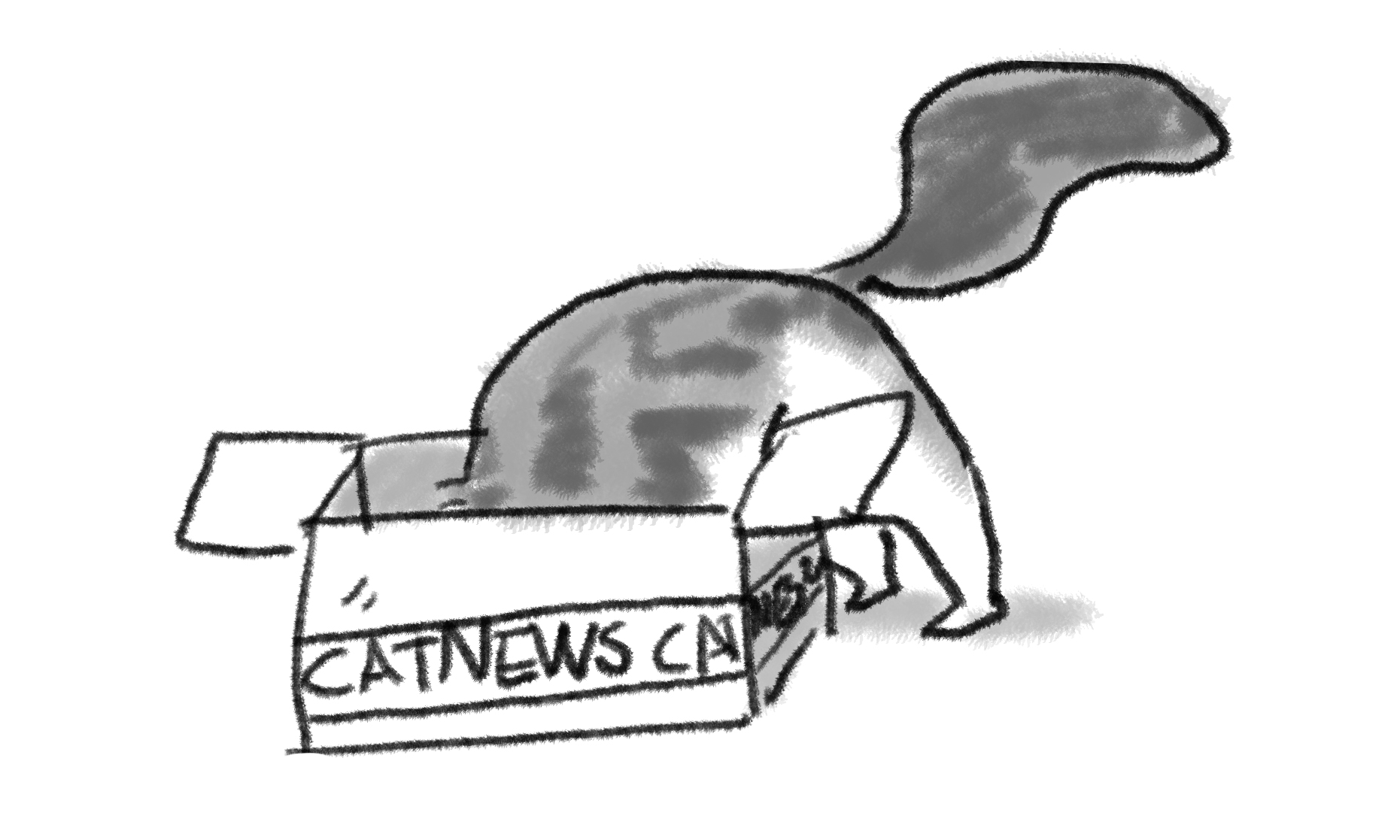 A cartoon of a tabby and white Maine Coon cat climbing into a big box that reads 'Cat News'.