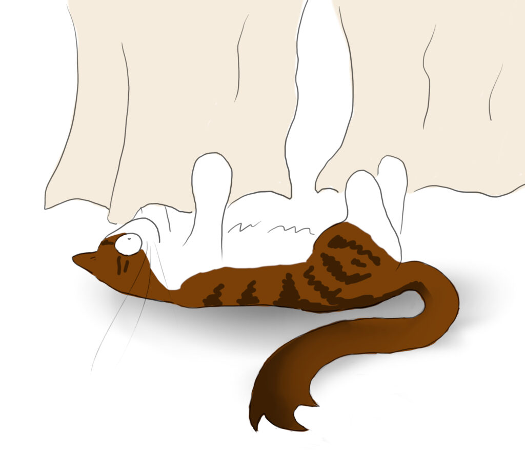 A cartoon of a tabby and white cat lying on his back attack some cream coloured curtains.