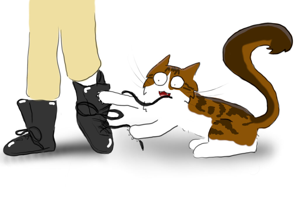 A cartoon of a tabby and white Maine Coon cat grabbing at someone's bootlaces.
