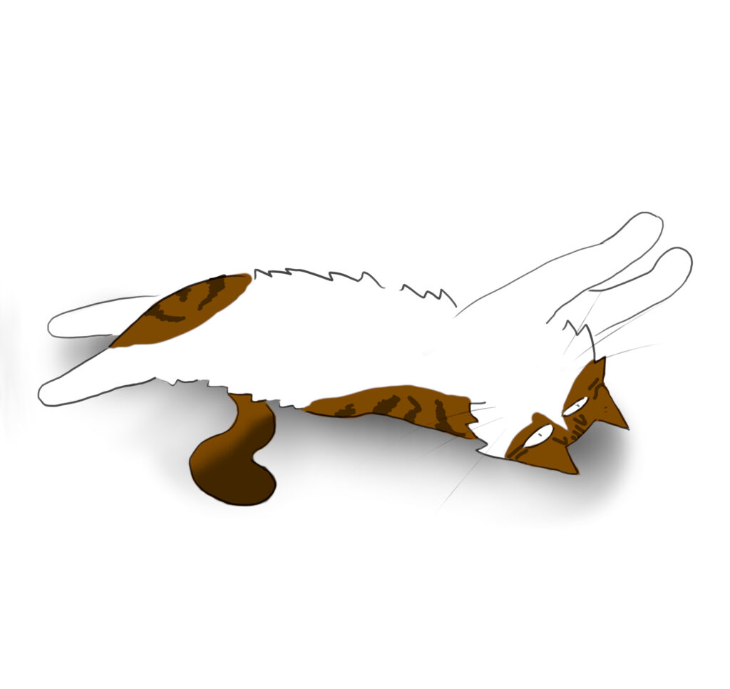A cartoon of a tabby and white Maine Coon cat stretched out on its back.